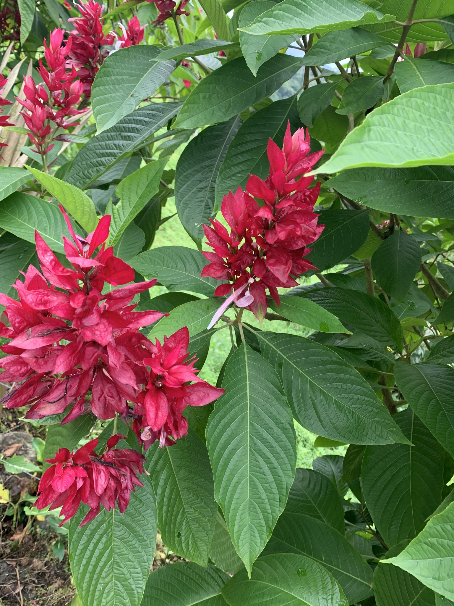 Imagem de Camarão-vermelho