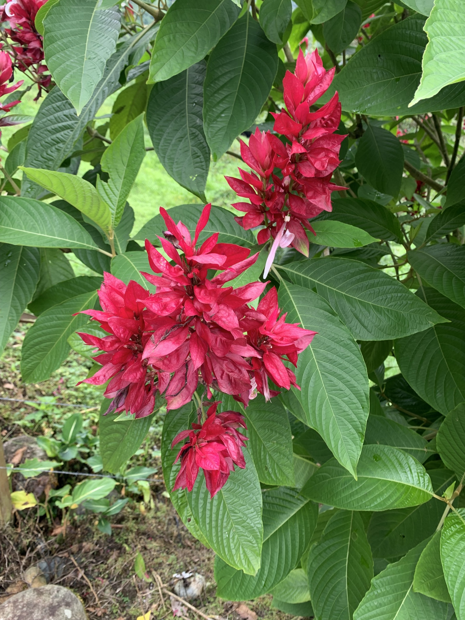Imagem de Camarão-vermelho
