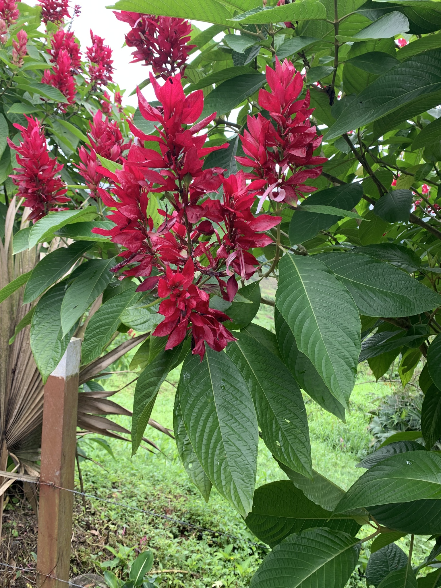 Imagem de Camarão-vermelho