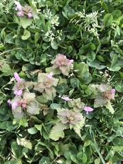 Lamium purpureum