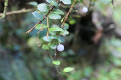 Sphyrospermum buxifolium image