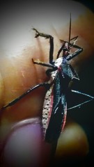 Castolus rufomarginatus