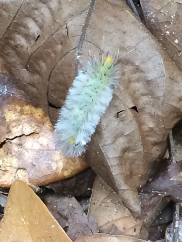 Scarlet-bodied Wasp Moth