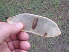 Diplotropis purpurea
