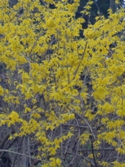 Forsythia × intermedia