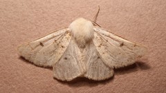 Dyscia distinctaria