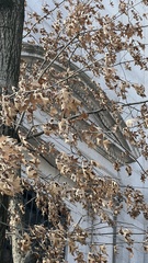 Sumpf-Eiche (Quercus palustris): Herkunft und Verwendung — Foto 2
