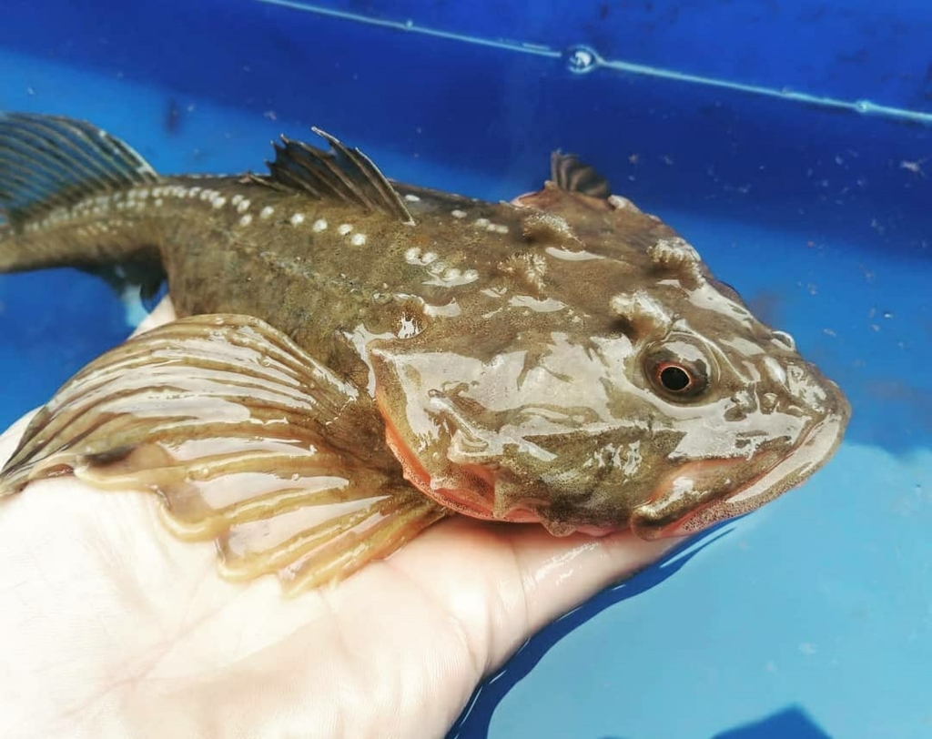 Fourhorn Sculpin