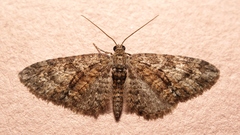 Eupithecia cocciferata