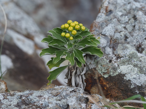 Chrysanthemum kinokuniense iNat (2)