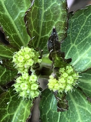 Sanicula smallii