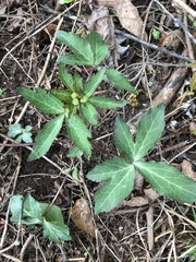 Sanicula smallii