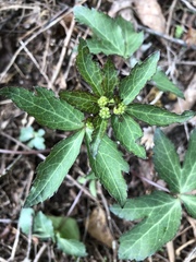 Sanicula smallii