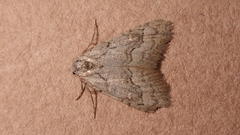 Nola thymula