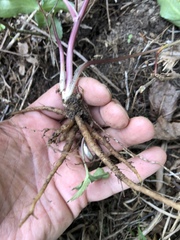 Sanicula smallii