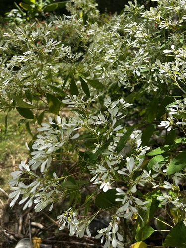 Foto de Leucena