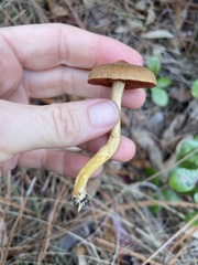 Media resource of Cortinarius semisanguineus