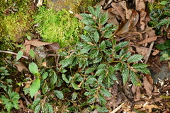 Begonia urticae image