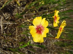 Linum berlandieri