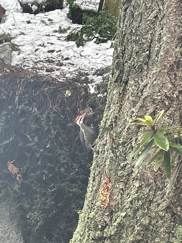 Pileated Woodpecker