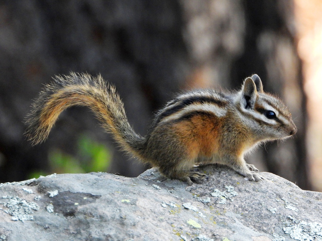 Gray-collared Chipmunk