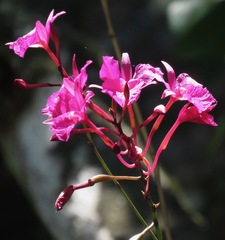 Broughtonia sanguinea