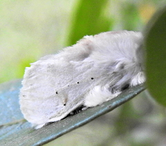 Naroma varipes