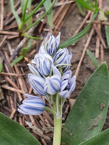 Hyacinthoides lingulata (Hyacinthoides lingulata)