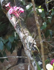 Broughtonia sanguinea