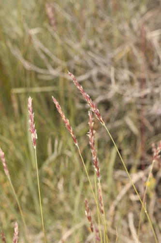 Image of Hilaria jamesii by (c) Steve Matson, some rights reserved (CC BY)