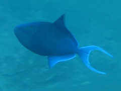 Odonus niger