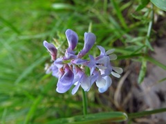 Vicia ludoviciana