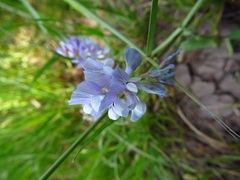 Vicia ludoviciana