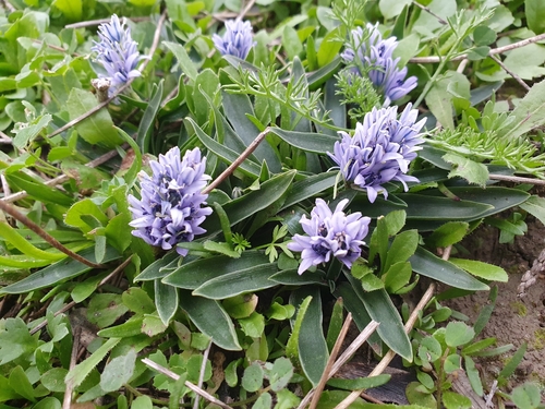 Hyacinthoides lingulata (Hyacinthoides lingulata)