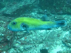 Arothron caeruleopunctatus
