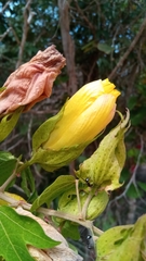 Gossypioides brevilanatum