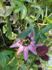 Passiflora × violacea