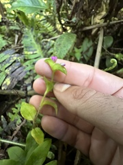 Tradescantia poelliae image