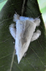 Naroma varipes
