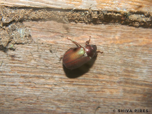 Leucothyreus kirbyanus