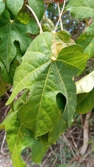 Gossypioides brevilanatum