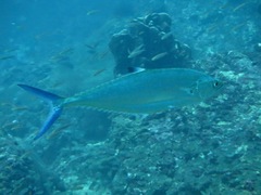 Scomberoides lysan