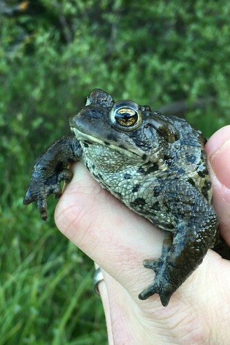 Western Toad (Anaxyrus boreas), a species recorded in Utah