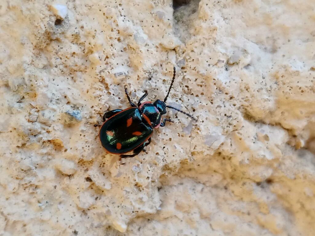 Oedionychis cincta