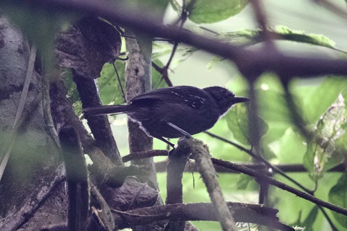 Dusky Antbird (Cercomacroides tyrannina), photo 1
