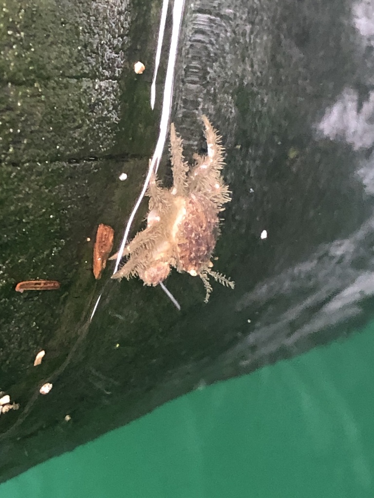 Pygmy Rock Crab from Skagit Bay, Oak Harbor, WA, US on January 20, 2024