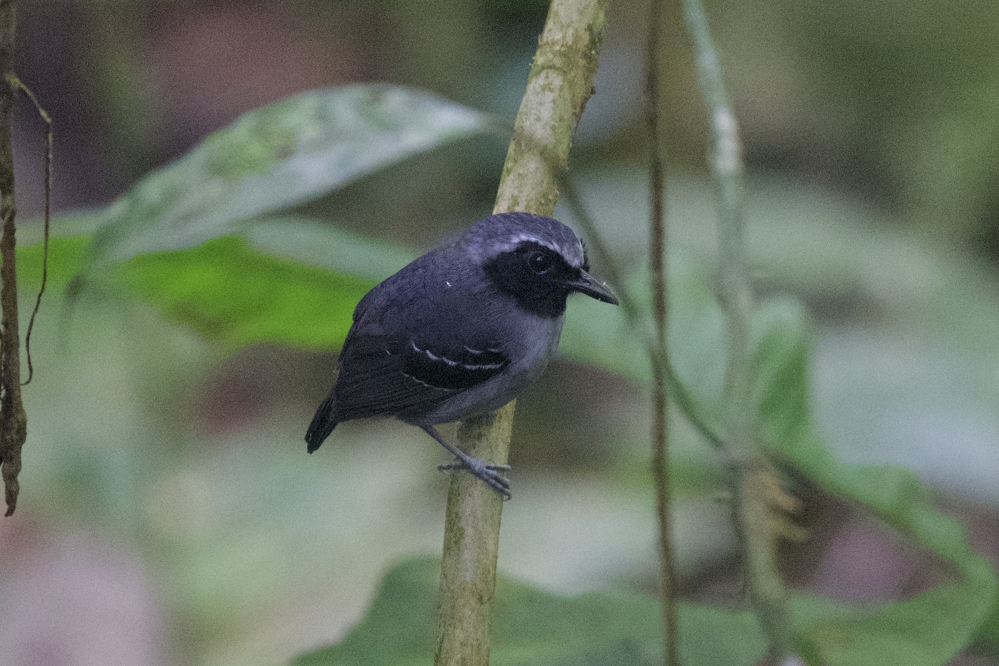 Black-faced Antbird (Myrmoborus myotherinus), photo 5