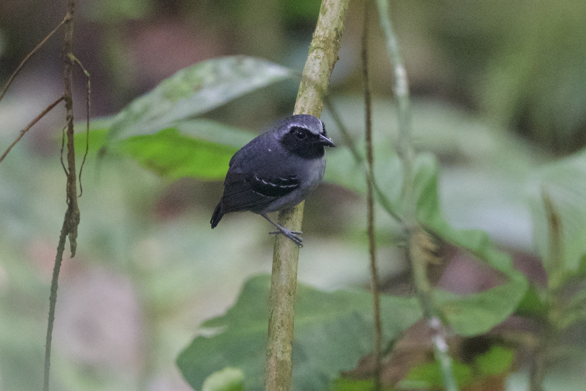 Black-faced Antbird (Myrmoborus myotherinus), photo 6