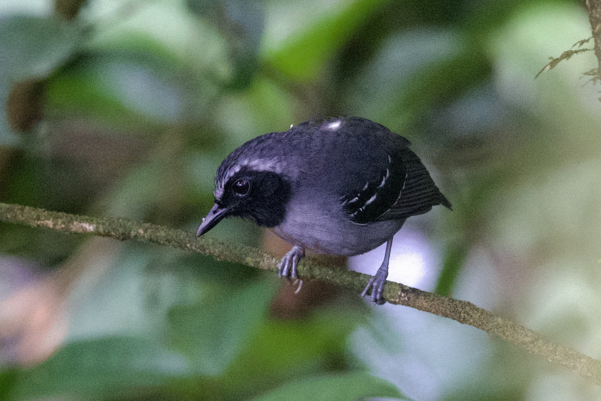 Black-faced Antbird (Myrmoborus myotherinus), photo 3