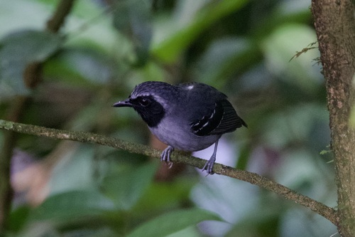 Black-faced Antbird (Myrmoborus myotherinus), photo 4